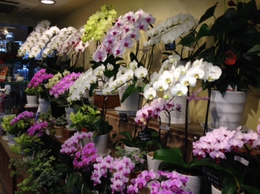 「調布フローリスト」　（東京都調布市）の花屋店舗写真1